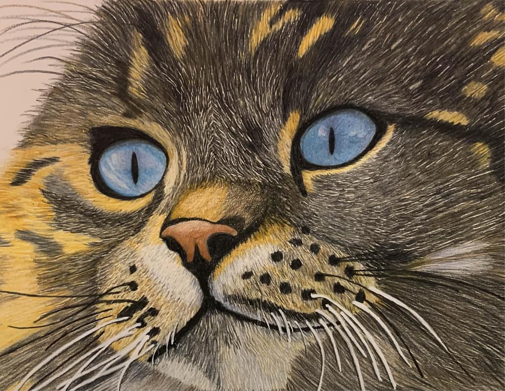 Picture of a cat created in Colored Pencil by One Crafty Gal Designs