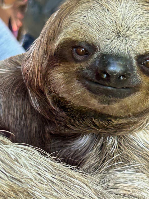 Tropical Sloth surface pattern design Nature inspired fabric